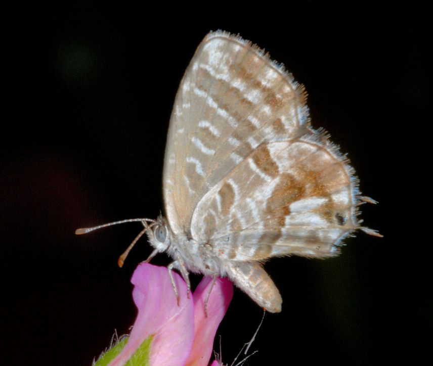 Cacyreus marshalli